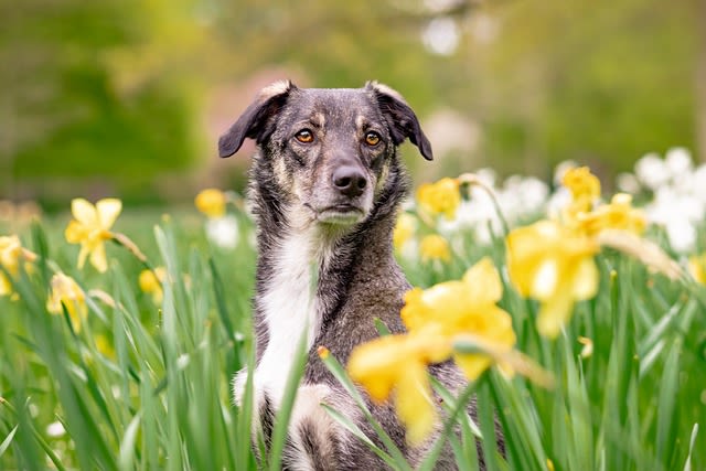 Faut-il laisser son chien dehors la journée ?