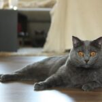 races de chats gris