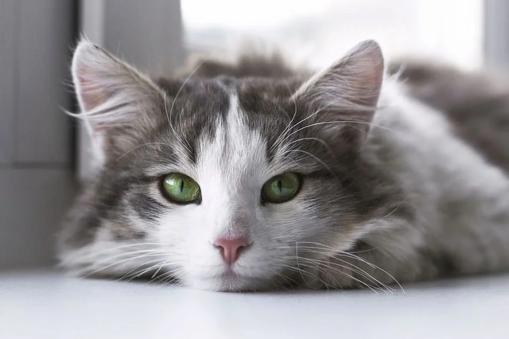 chaton gris 