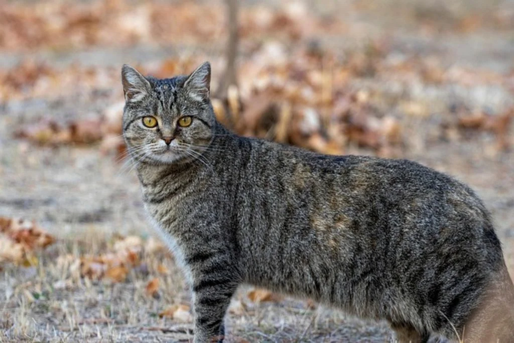 races de chats gris 