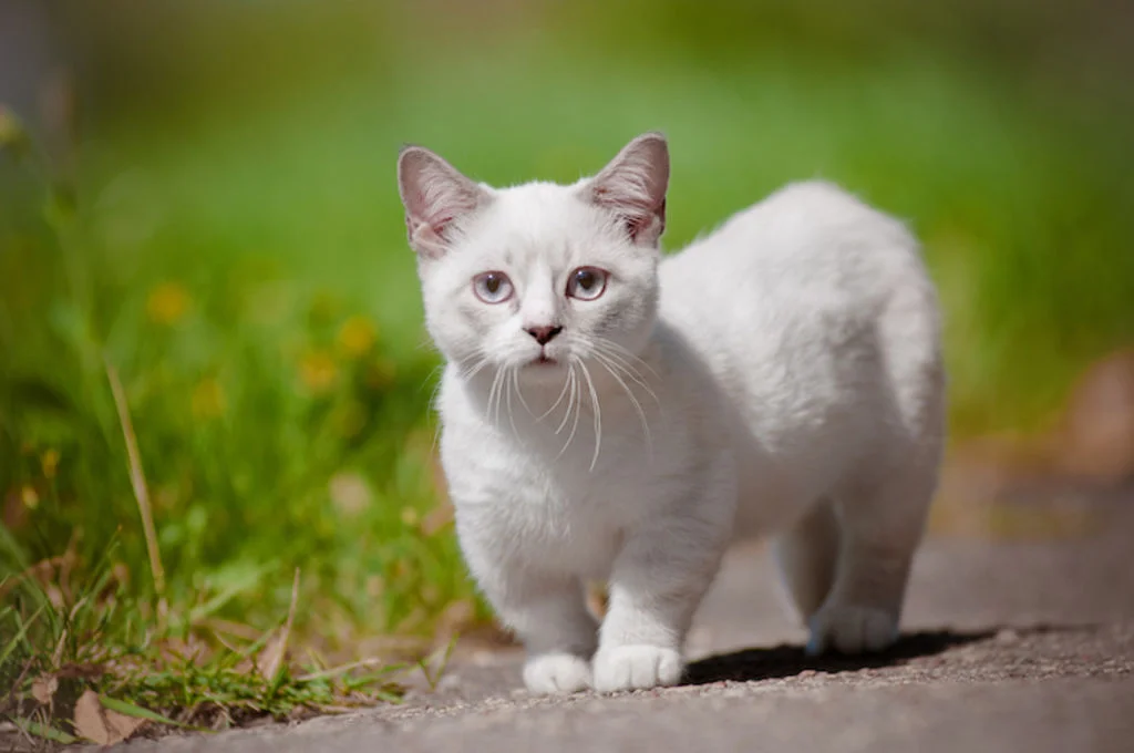 chat Munchkin blanc