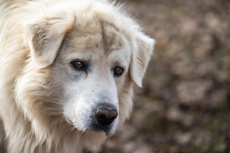 Lipome chez le chien : questions réponses