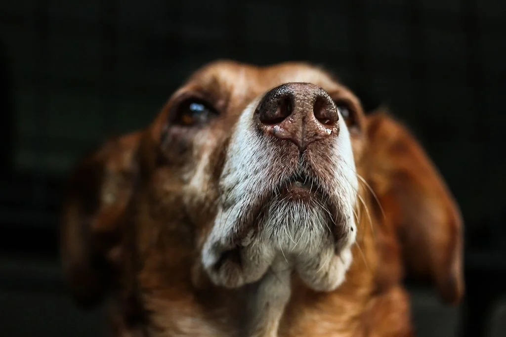 vieux chien type epagneul