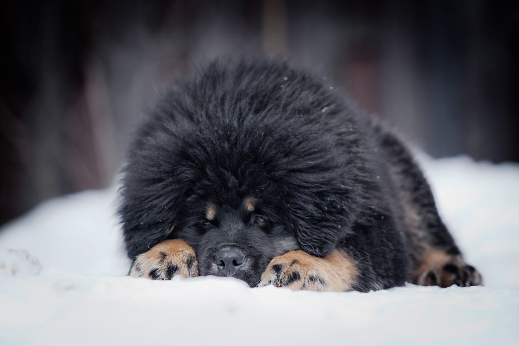 Dogue du tibet