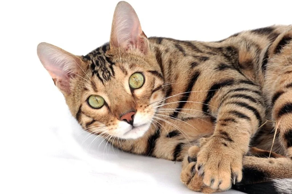 Chat adulte Bengal