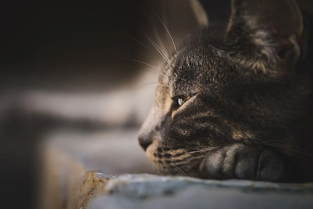 Chat malade