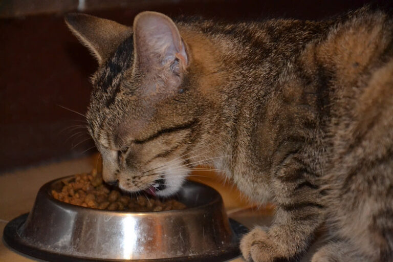 Comment préparer une délicieuse recette de sardines et asperges pour votre chat ?