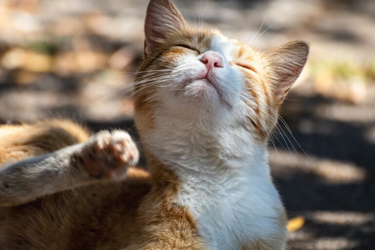 Remèdes de grand-mère contre les démangeaisons pour mon chat