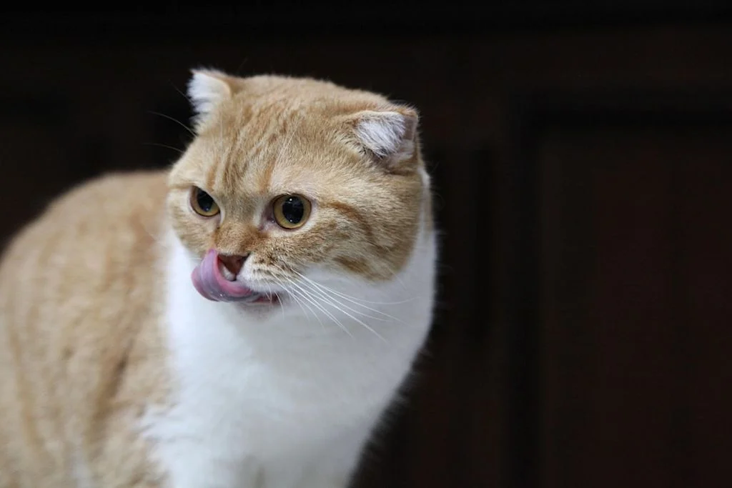 Chat qui se lèche les babines