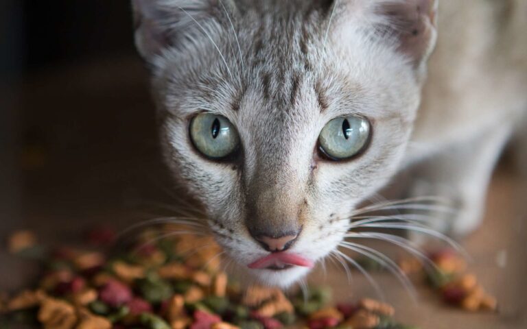 Recettes maison équilibrées pour chat diabétique : comment bien nourrir votre animal