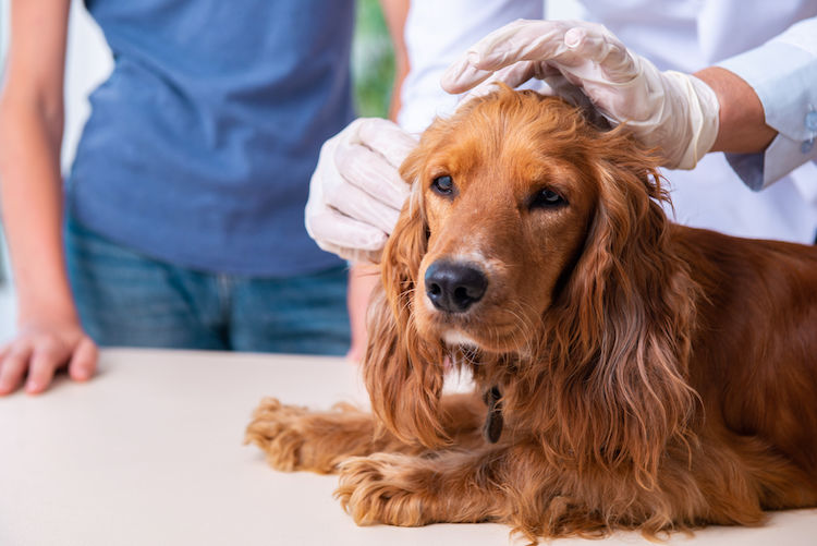 Le vinaigre de cidre est-il efficace contre les puces chez le chien ? 