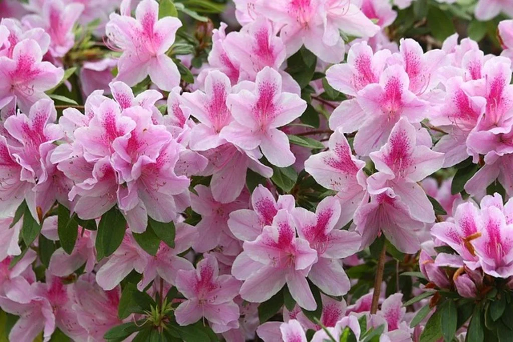 azalée plante toxique
