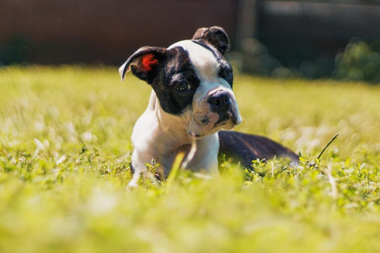 Chien qui louche : que faire ?