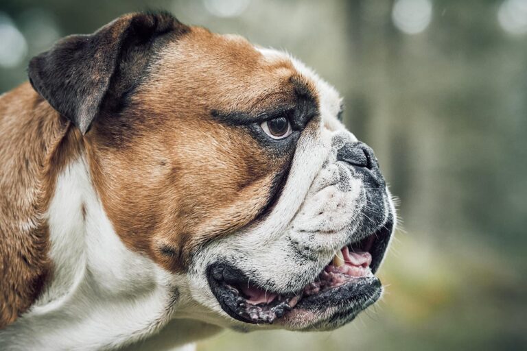 Voile du palais chez le chien : comprendre l&rsquo;intervention chirurgicale et ses bénéfices