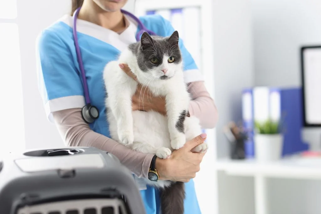 chat_chez_le veterinaire