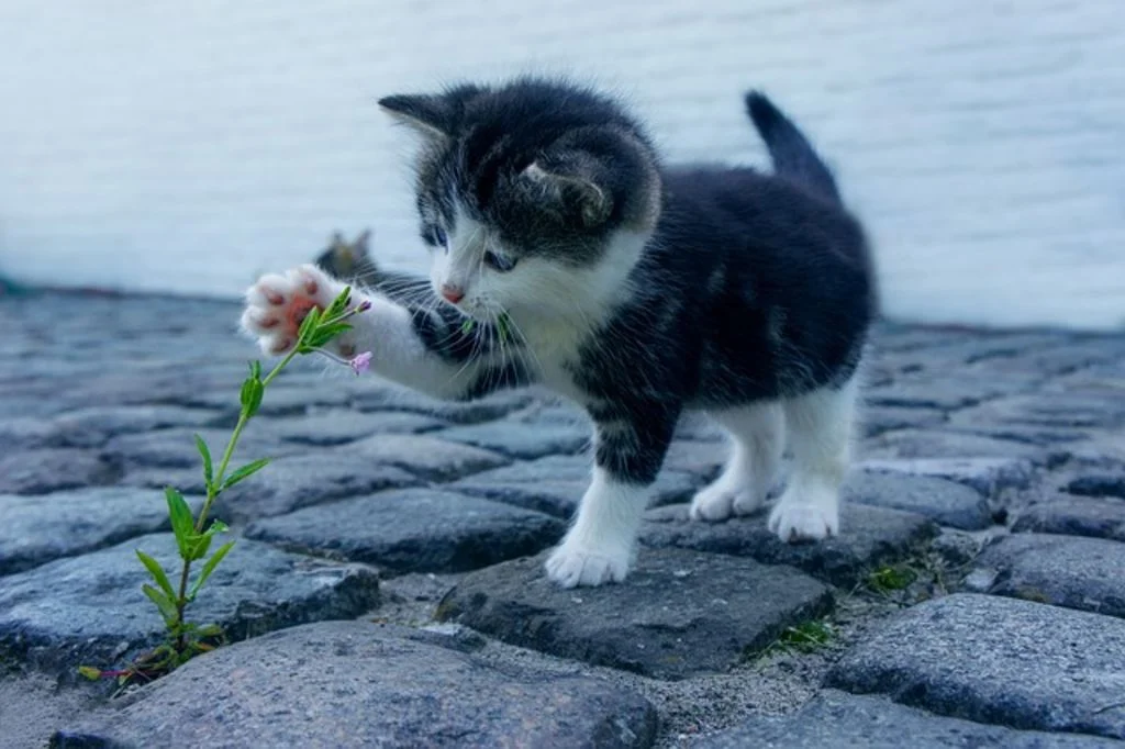 chaton et plante toxique