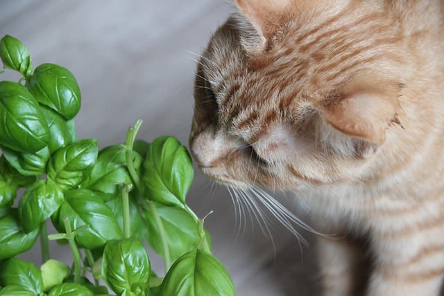 Liste des plantes toxiques pour les chats : protégez votre compagnon