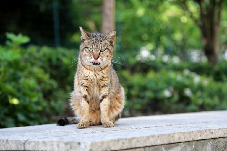 Les traitements contre les puces pour les chats : questions réponses