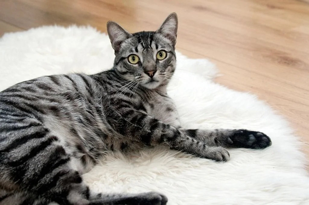 chat tigré 
