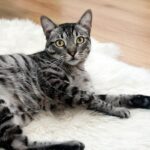 chat tigré