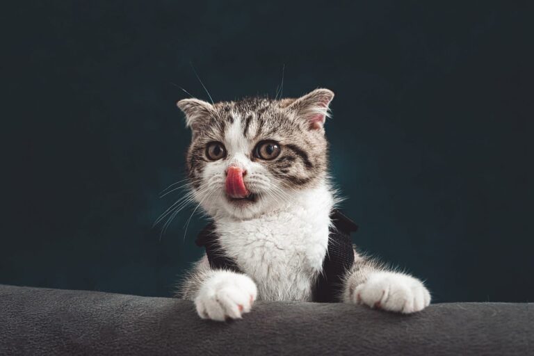 La cryptosporidiose du chat