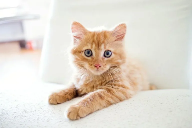 Quand et à quel prix stériliser un chaton ?