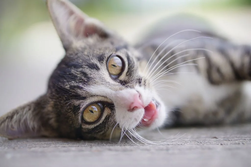 chaton yeux verts