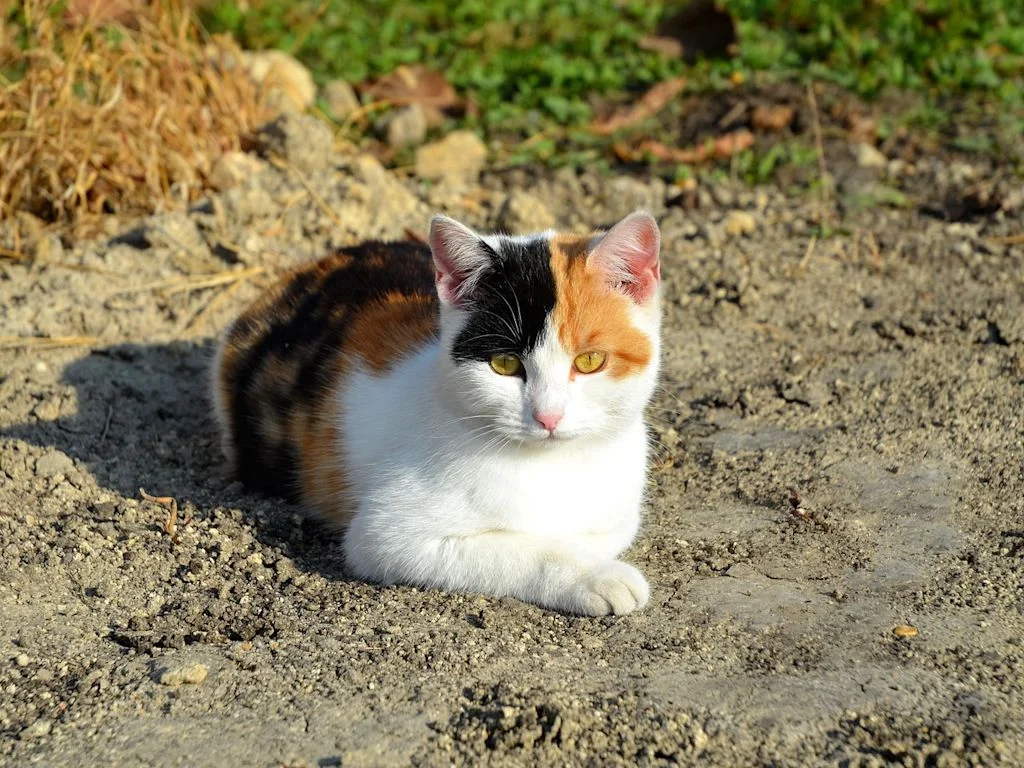chatte tricolore terre