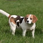 chien anglais beagle