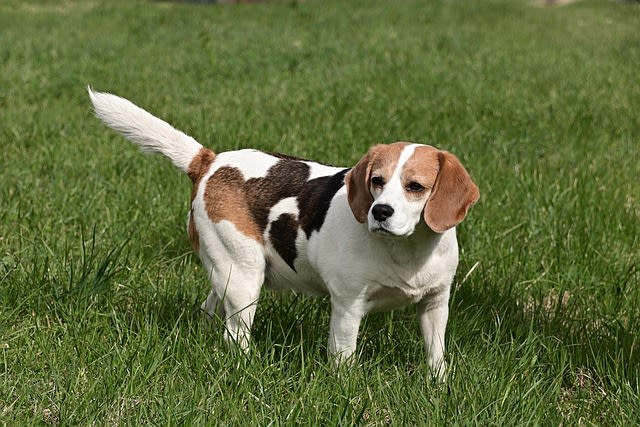 Races de chiens anglais