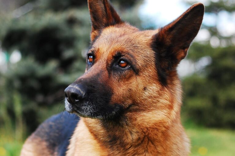 Pronostic en cas d&rsquo;hémangiosarcome chez le chien