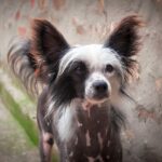 chien chinois