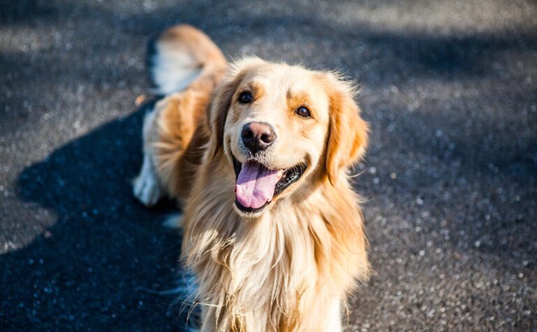 Endoscopie chez le chien : quand et à quel prix ?