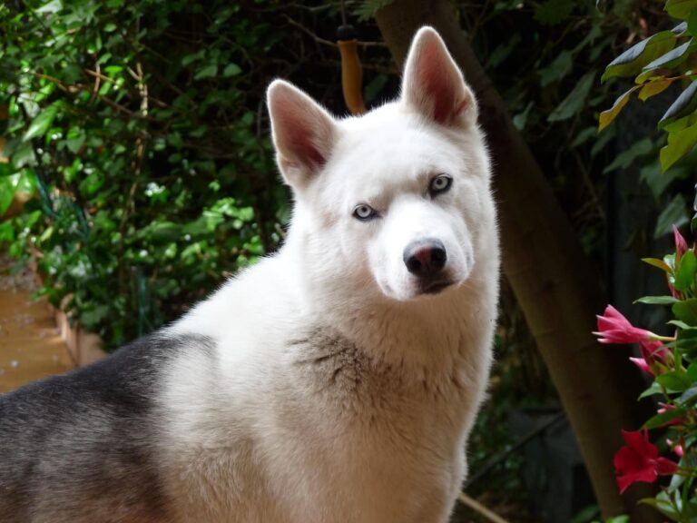 Symptômes et traitement du lupus chez le chien