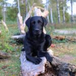 chien noir