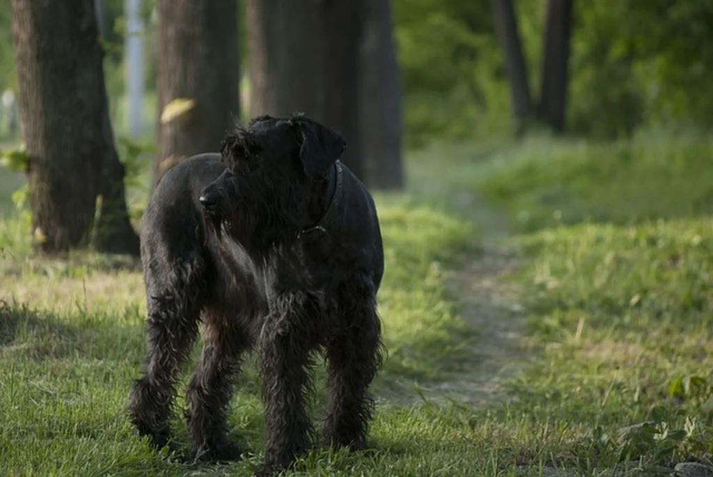 chien noir schnauzer