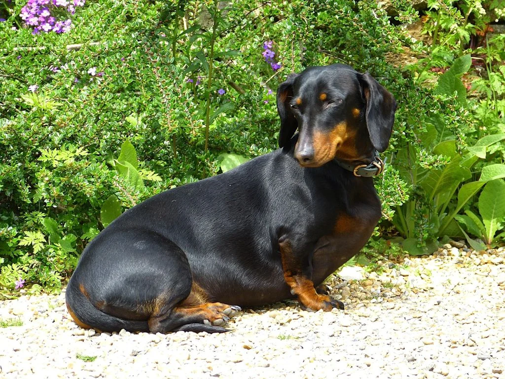 chien teckel noir et feu jardin