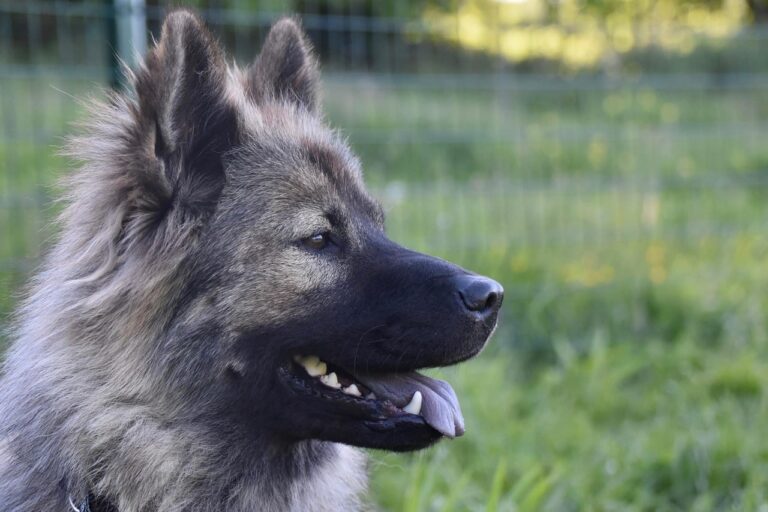 Prix de l&rsquo;opération en cas de métrite (pyomètre) chez la chienne