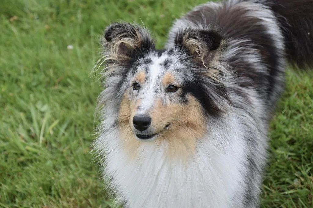 chienne shetland