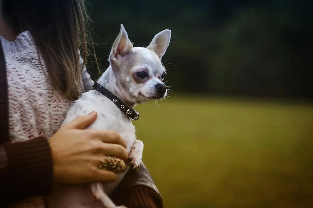 chihuahua bras nature