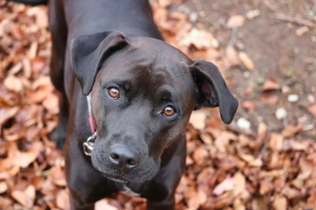 chiot labrador chocolat