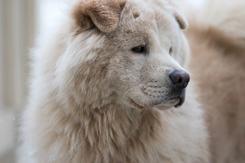 chow chow oeil