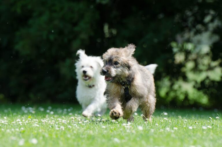 Recommandations et coût des vaccins chez le chien