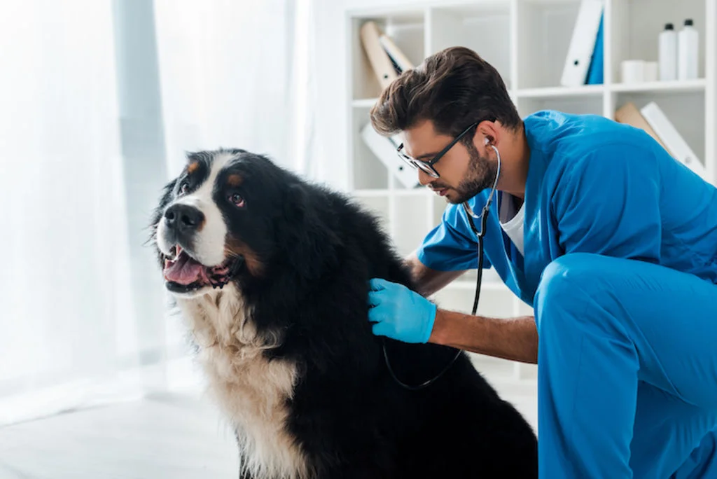 examen puces du chien