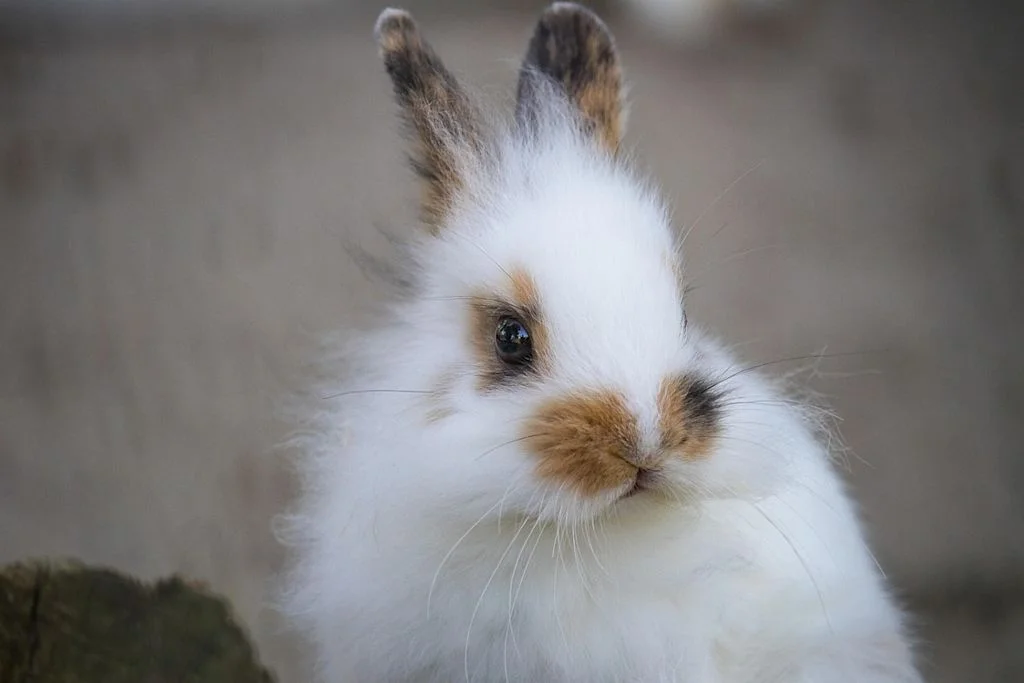 lapin blanc