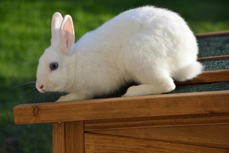 Emmener son lapin chez le vétérinaire : questions réponses
