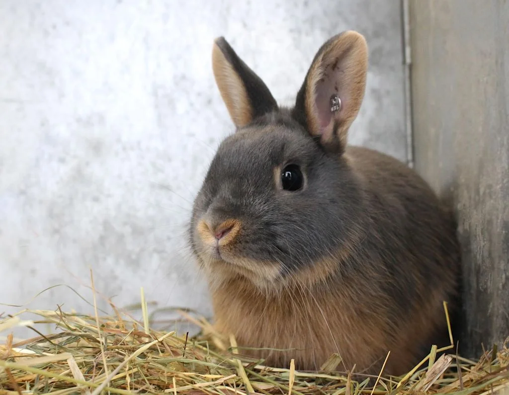 lapin nain foin