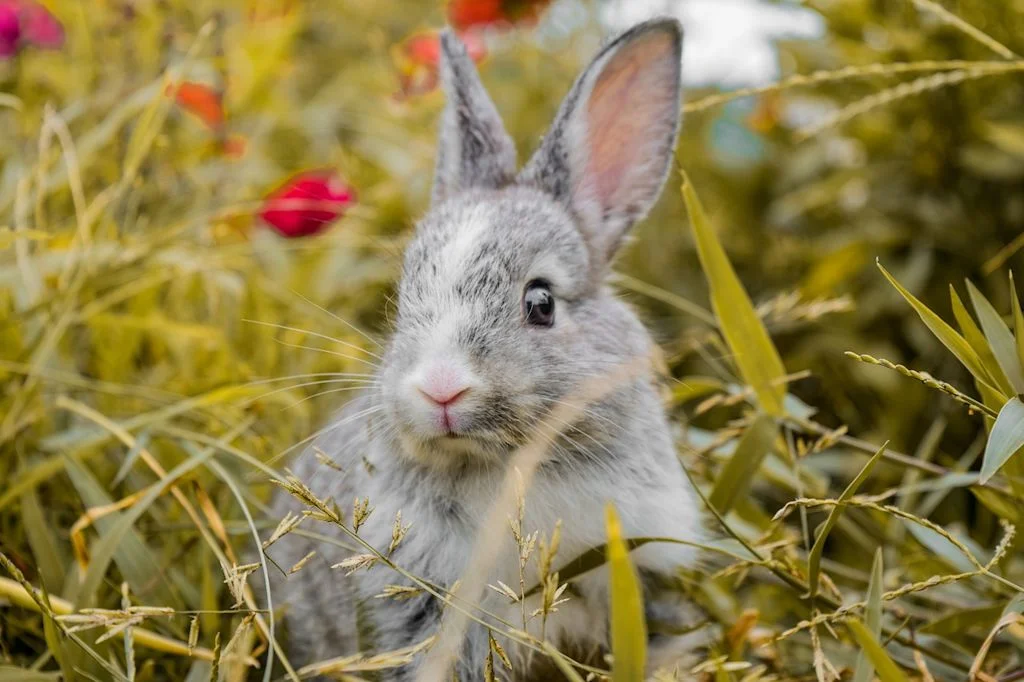 lapin nain herbe fleurs