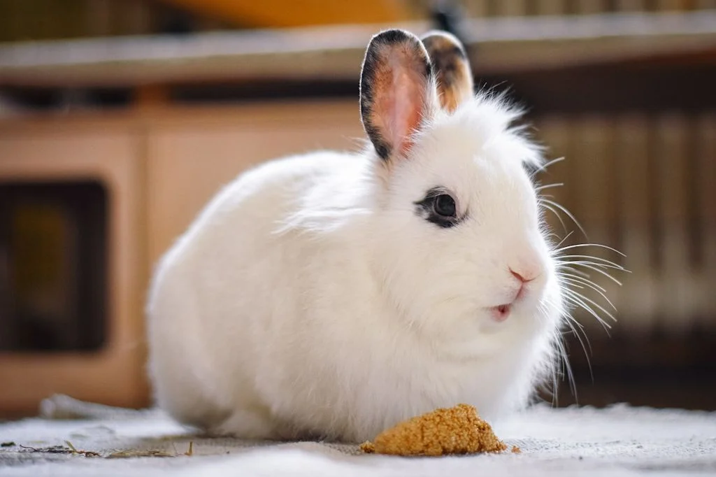 lapin nourriture