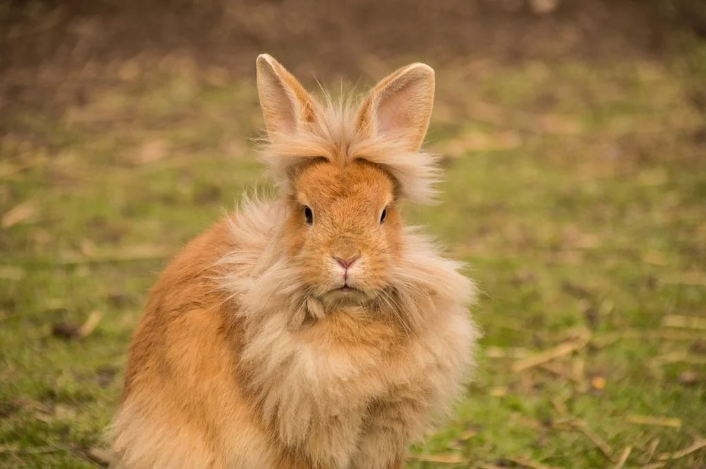 lapin poils longs herbe